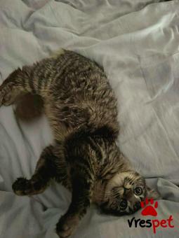 Ράτσα: Άγνωστο - Ημίαιμο | Ηλικία: 8 μηνών | Φύλο: Αρσενικό | Αρ. Microchip: - | Περιοχή: Νέα Σμύρνη, Αττική